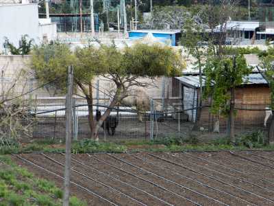...c'� un alpaca dal pelo nero che sta cercando qualcosa tra gli alberi